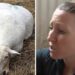 (VIDEO) Veterinar je rekao da će ovca koja je nosila mlade uginuti – nitko nije očekivao prizor koji je uslijedio u štali