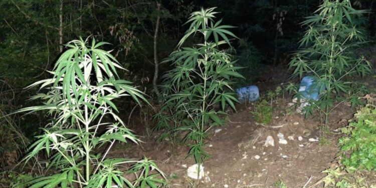 Otkrivena još jedna plantaža marihuane