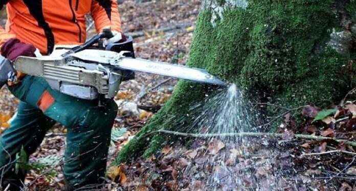 UMRO NA LICU MJESTA: STABLO PALO NA MUŠKARCA DOK GA JE PILIO