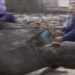 (VIDEO) POGLEDAJTE KAKO JE UKLONJEN SPOMENIK JOSIPA BROZA TITA U UŽICU 1991. GODINE