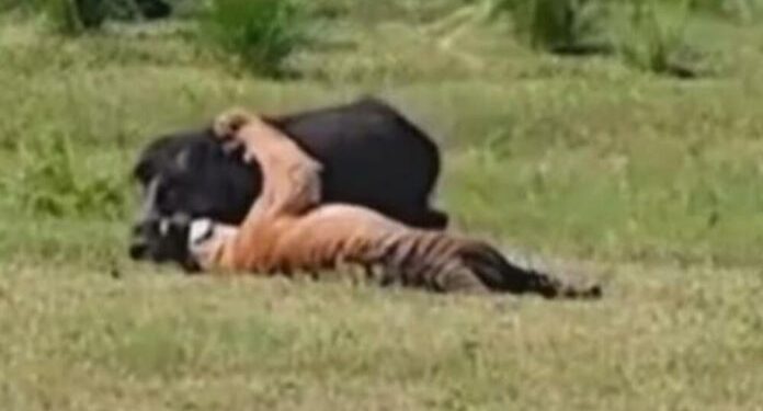 (VIDEO) TIGAR JE NAPAO VEPRA A ONDA SE POJAVIO KROKODIL: KRVAVA TUČA VIJEKA KOBNO SE ZAVRŠILA PO JEDNOG