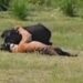 (VIDEO) TIGAR JE NAPAO VEPRA A ONDA SE POJAVIO KROKODIL: KRVAVA TUČA VIJEKA KOBNO SE ZAVRŠILA PO JEDNOG