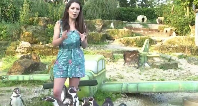 (VIDEO) VODITELJICU UGRIZAO PINGVIN TOKOM JAVLJANJA UŽIVO
