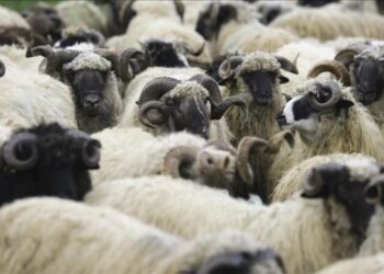 DA LI SE ŽIVOTINJAMA (MAČKAMA ILI PSIMA) MOGU DAVATI KURBANSKE KOSTI ILI IH TREBA ZAKOPATI?