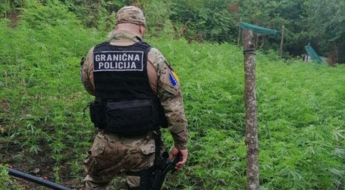 Akcija “Escobar”: U Velikoj Kladuši zaplijenjena velika količina droge namijenjene i tržištu EU, uhapšene četiri osobe
