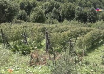 (VIDEO) Ivanjica: Ojadili ih lopovi, 300 kilograma malina nestalo za noć