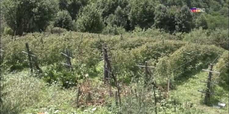 (VIDEO) Ivanjica: Ojadili ih lopovi, 300 kilograma malina nestalo za noć