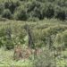 (VIDEO) Ivanjica: Ojadili ih lopovi, 300 kilograma malina nestalo za noć