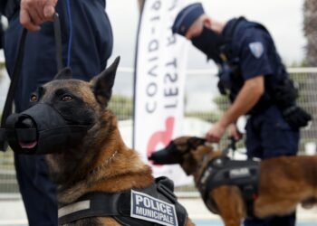 Francuska policija predstavila pse koji će na Kanskom festivalu „njušiti“ koronu
