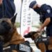 Francuska policija predstavila pse koji će na Kanskom festivalu „njušiti“ koronu