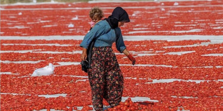 Turska: Tradicija sušenja paradajza na suncu, namirnica dostupna na tržištu svih 12 mjeseci