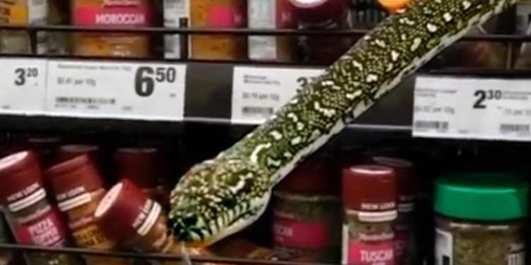 (VIDEO) Piton od tri metra iskočio s police u supermarketu u Sidneju: Bio je 20 centimetara od mog lica