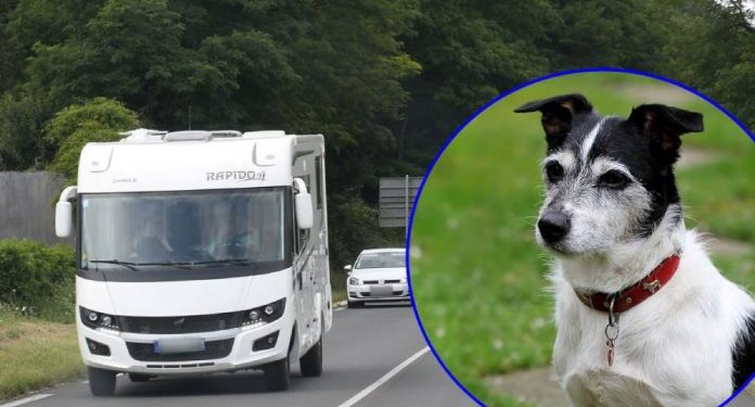 IZGUBILI PSA DOK SU BILI NA ODMORU, ON PREŠAO 380 KILOMETARA KAKO BI IM SE VRATIO