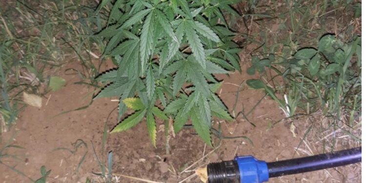 U Pljevljima otkrivena plantaža marihuane