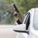 AKCIJA INTERVENTE POLICIJE! Novopazarski svatovi zapucali, policija pronašla pištolj