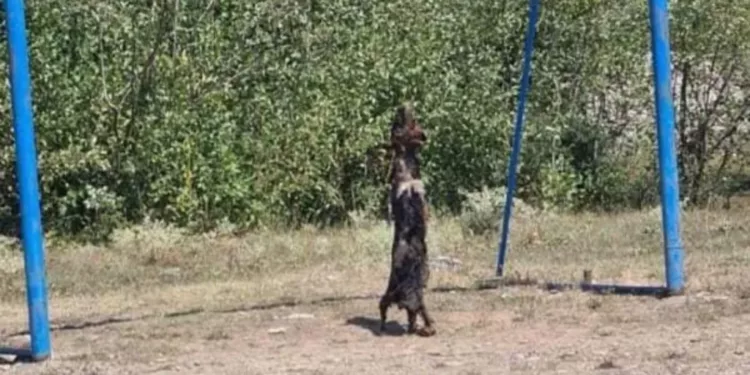 Berane: Maloljetnik osumnjičen za ubistvo psa