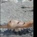 (VIDEO) Pekli jagnje nasred plaže Jaz u Budvi