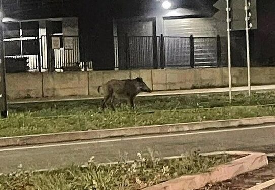 GRAĐANI U ŠOKU: VEPAR ŠETA ULICAMA NOVOG SADA