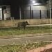 GRAĐANI U ŠOKU: VEPAR ŠETA ULICAMA NOVOG SADA