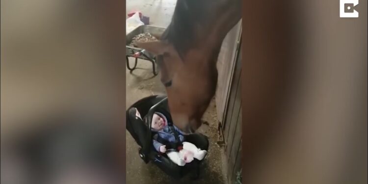 (VIDEO) Ostavila je bebu kod slijepe kobile- Njena reakcija nikoga ne ostavlja ravnodušnim!