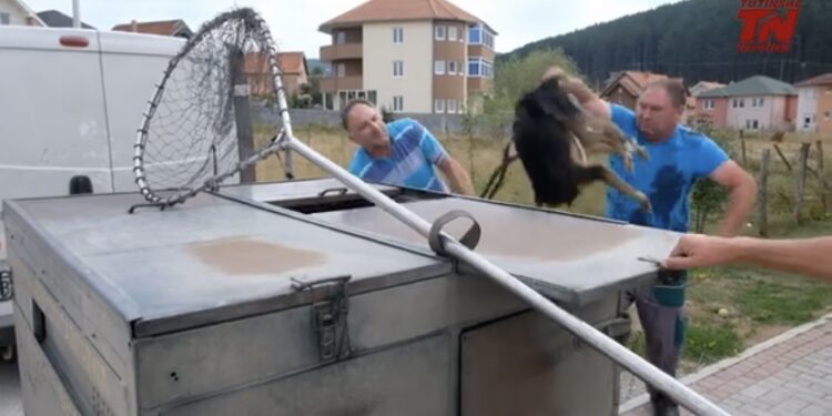 (VIDEO): U Tutinu sprovedena akcija uklanjanja pasa lutalica