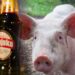 Šta je veći grijeh, konzumirati alkohol ili svinjetinu?