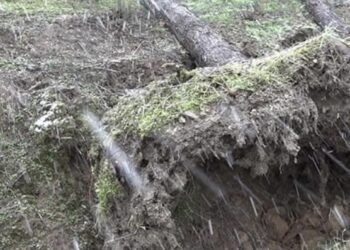 Drvo palo na čovjeka i usmrtilo ga na licu mjesta