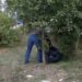 (VIDEO): Radno sposobni korisnici socijalne pomoći danas čistili Tutin ﻿