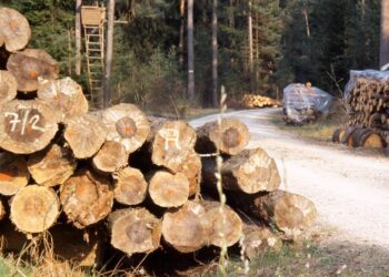 KAD JE VIDIO ŠUMARA NAVUKAO FANTOMKU I DAO SE U BIJEG: ISPALIO DVA METKA PA MU POČEO PRIJETITI