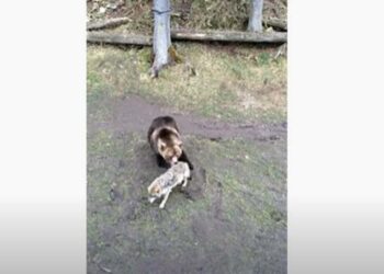 (VIDEO) NEOČEKIVAN RASPLET DOGAĐAJA U SUKOBU MEDVJEDA I VUKA