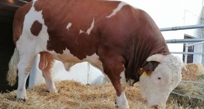 BIK MIŠKO OD DVIJE TONE ATRAKCIJA POLJOPRIVREDNOG SAJMA