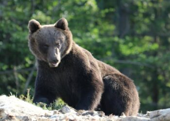 MJEŠTANI SELA POD GOLIJOM STRAHUJU OD MEDVJEDA, RODITELJI SE PLAŠE ZA DJECU