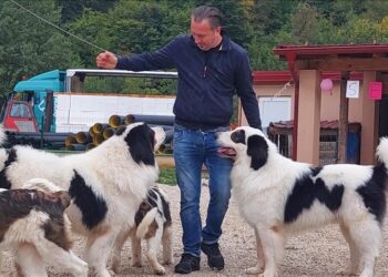 Najljepši tornjak na svijetu stigao kući u Bužim