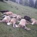 GOLFOM ULETIO U STADO, UBIO 17 OVACA I DVA PSA, POVRIJEĐEN I ČOBAN
