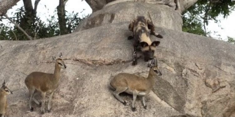 (VIDEO) IGRA NERAVA: DIVLJI PSI I ANTILOPE NA STRMNOJ LITICI