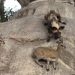 (VIDEO) IGRA NERAVA: DIVLJI PSI I ANTILOPE NA STRMNOJ LITICI
