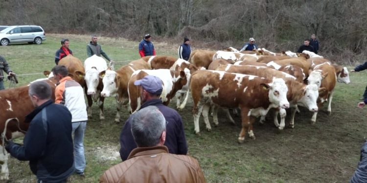 ZEMLJORADNIČKA ZADRUGA „SASTAVCI” PODIJELILA 23 STEONE JUNICE