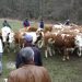 ZEMLJORADNIČKA ZADRUGA „SASTAVCI” PODIJELILA 23 STEONE JUNICE