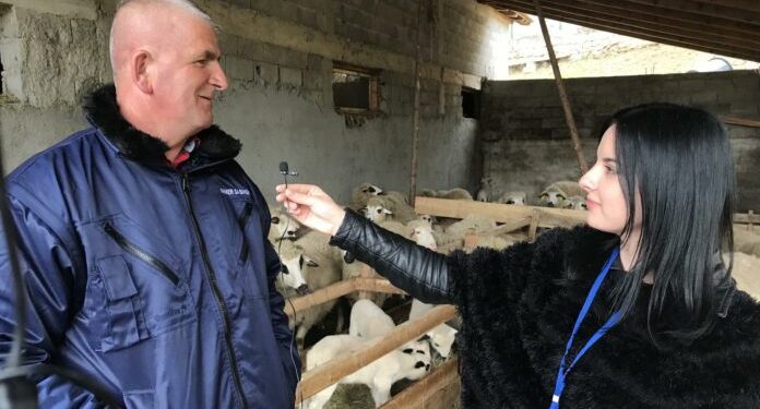 (VIDEO) MEHMED MELE AJDARPAŠIĆ, STOČAR SA NEOBIČNIM REKORDOM: OD 46 OVACA PO DVA JAGNJETA, A OD JEDNE ČAK TRI