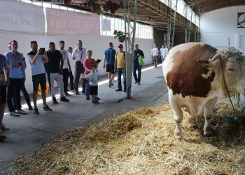 Bik Veliša od 1.700 kilograma atrakcija Poljoprivrednog sajma u Novom Sadu