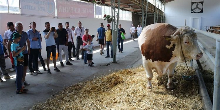 Bik Veliša od 1.700 kilograma atrakcija Poljoprivrednog sajma u Novom Sadu