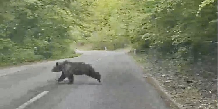 (VIDEO) Šavnik: Medvjed pretrčao put