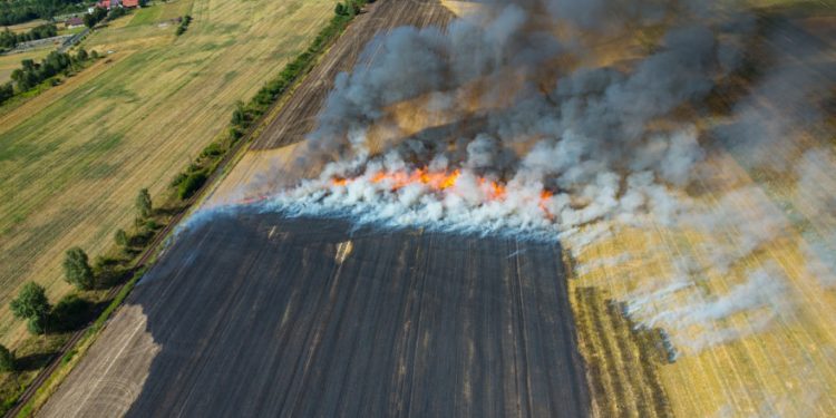 Izgorjelo više od 30 ha pšenice kod Kikinde