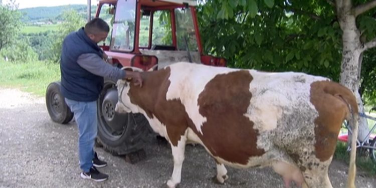 Anonimni donator kupio kravu Šaćirovićima