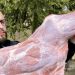 (VIDEO) Mirza Nišić: Teleća plečka od 5 kg ispod sača pečena za 3 sata