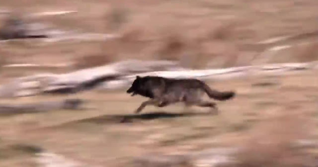 (VIDEO) Pustili su 14 vukova u divljinu, ono što se dogodilo nakon toga je čudo