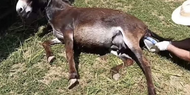 (VIDEO) Rođenje magarca Buda gledalo preko 400.000 ljudi