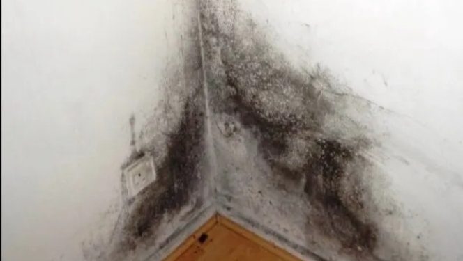 Kako možete najlakše očistiti vlagu u kući, ona može biti uzrok mnogih bolesti