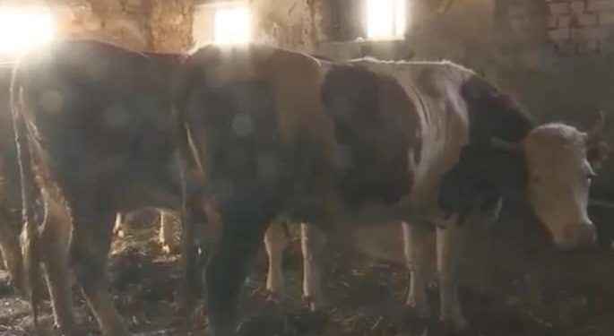 Nesvakidašnja prevara, prodali volove preko računa pa ostali bez volova i para