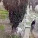 Jevrejski doseljenici u okupiranom Al-Qudsu ruše nadgrobne spomenike VIDEO